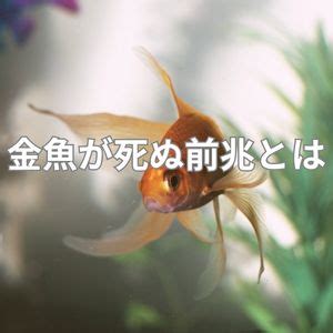 金魚死前徵兆|金魚が亡くなる前兆とは。死んでしまう予兆に気づこう